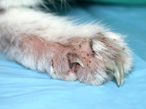 Малассезия (грибок) у собак: симптомы, диагностика, лечение