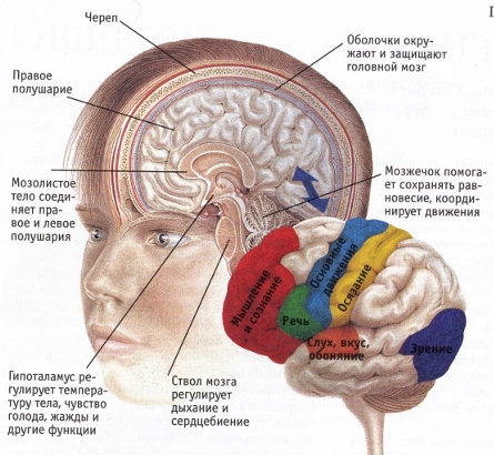 Периферическая нервная система человека: функции и строение