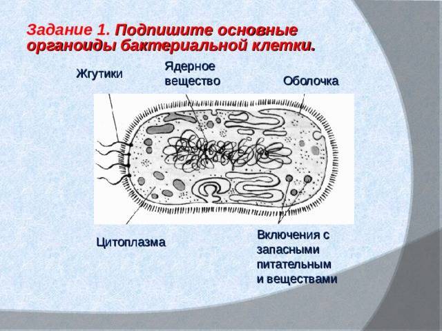 В чем заключается значение бактерий в природе. 80a9f40489124644d21b9430f01cedae. В чем заключается значение бактерий в природе фото. В чем заключается значение бактерий в природе-80a9f40489124644d21b9430f01cedae. картинка В чем заключается значение бактерий в природе. картинка 80a9f40489124644d21b9430f01cedae