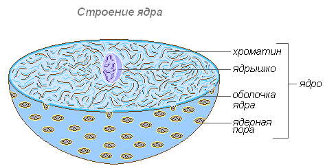 Найди название клеточного органоида представленного на рисунке