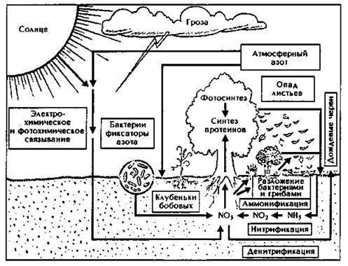 Схема круговорота углерода в природе впр. Круговорот азота. Круговорот азота кислорода углерода. Круговорот азота в природе. Круговорот азота и фосфора в природе.
