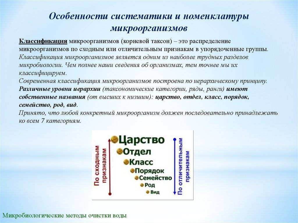 Таксономические категории микроорганизмов схема