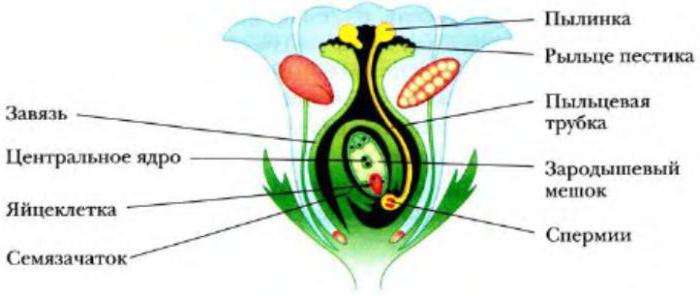 Строение половых клеток, стадии развития яйцеклеток и сперматозоидов, оплодотворение