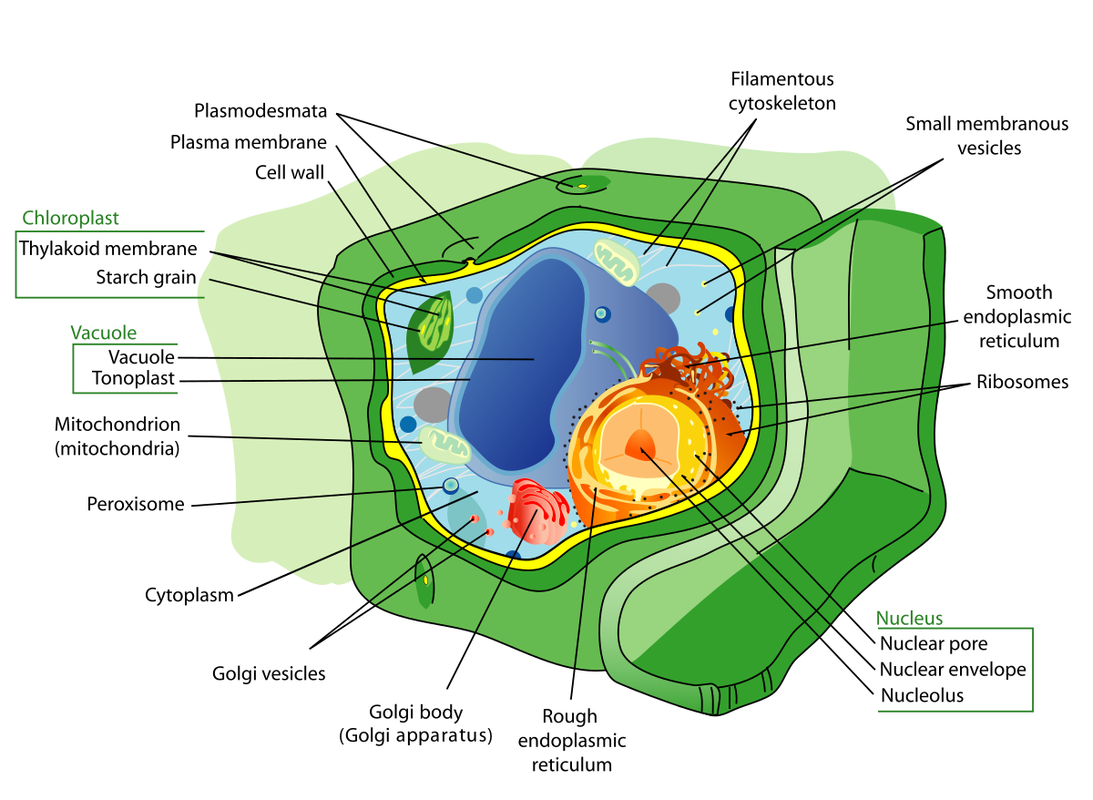 схема строения раст клетки фото 70