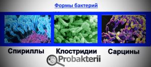 Царство архебактерии - archaebacteria