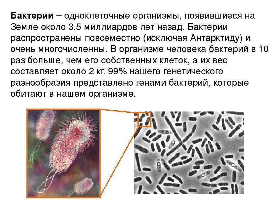 Микробы проект 5 класс