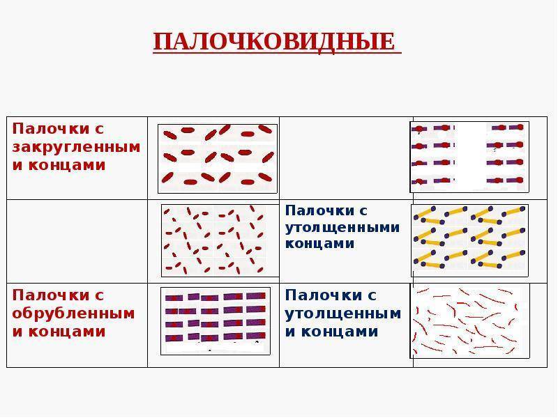 Морфология бактерий. Морфология микроорганизмов палочки. Сравнительная морфология микроорганизмов. Морфология бактерий презентация. Морфология и структура бактерий.