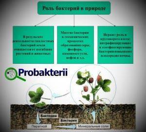 Почвенные бактерии гниения питаются чем