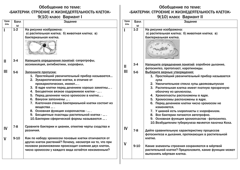 У чего ядра не имеют клетки