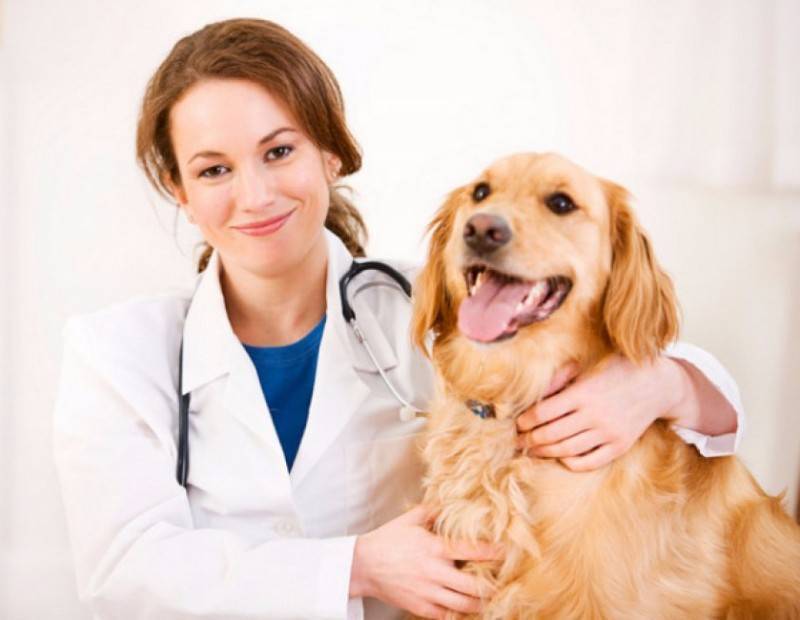 Аллергия у собак (45 фото): какие признаки, проявление, что дать щенку, какое лекарство, пищевая, противоаллергические таблетки и препараты
