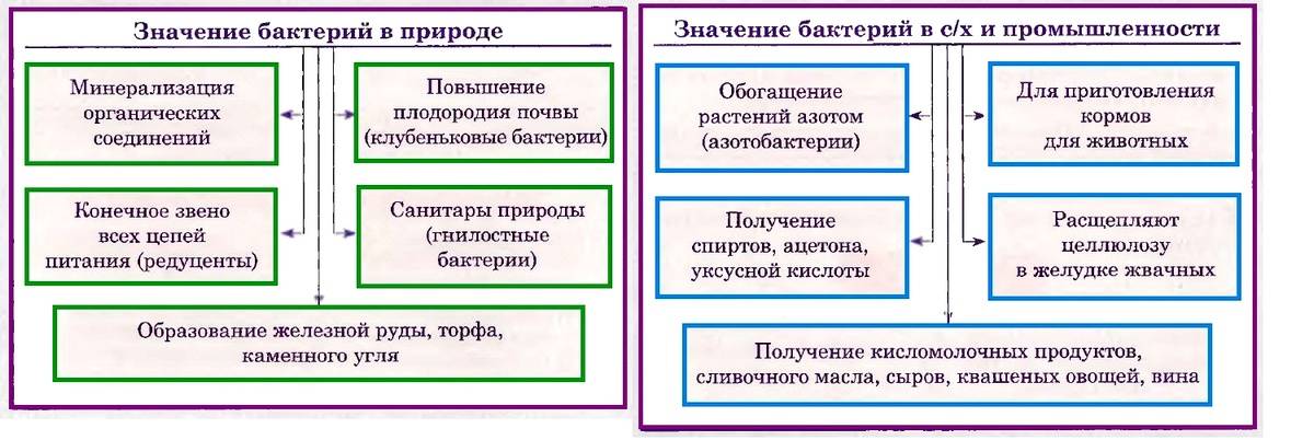 Схема значение бактерий в жизни человека