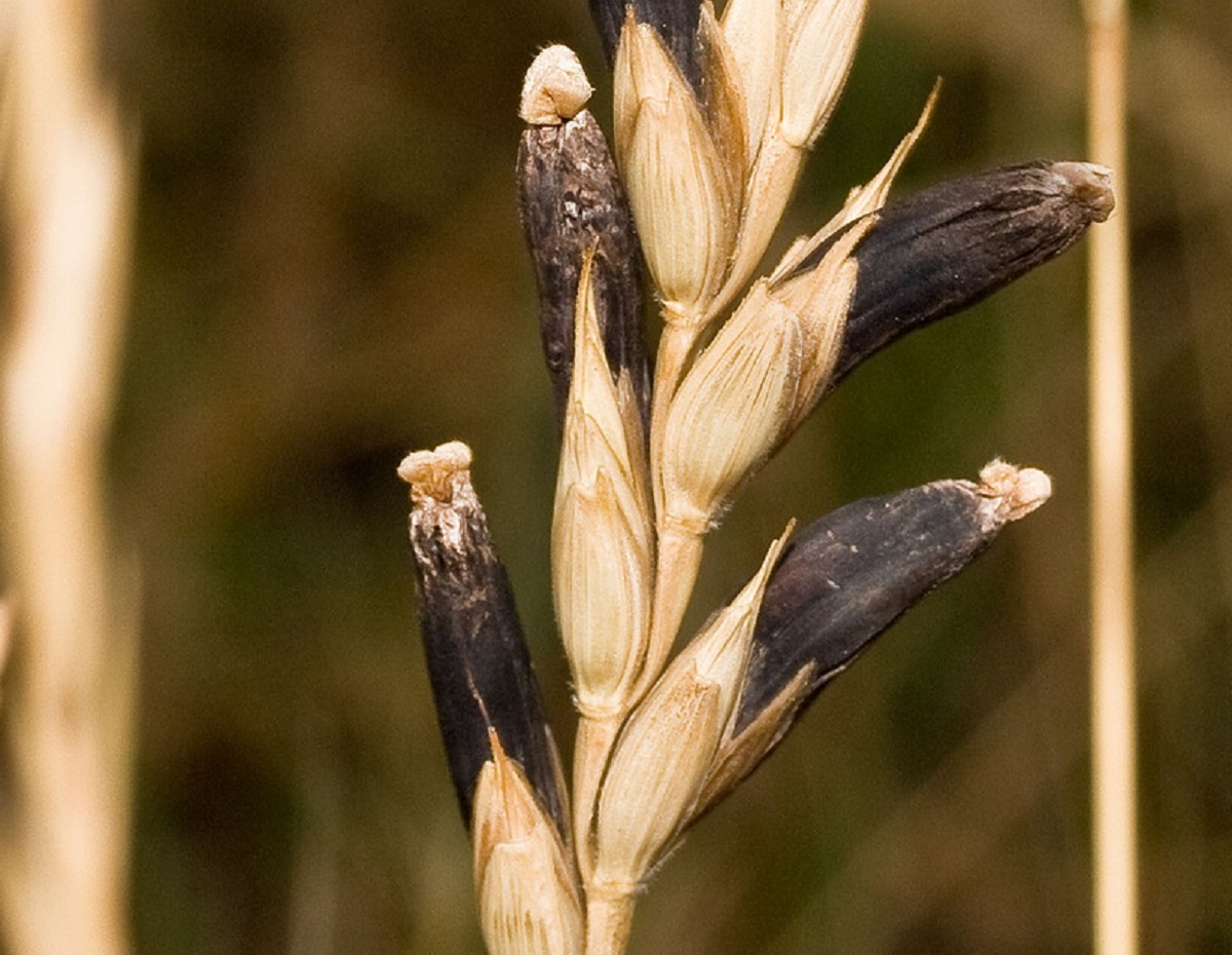 Пшеничный гриб. Claviceps purpurea – спорынья пурпурная. Спорынья гриб паразит. Спорынья (Claviceps purpurea). Спорынья (Claviceps purpurea Tulasne)..