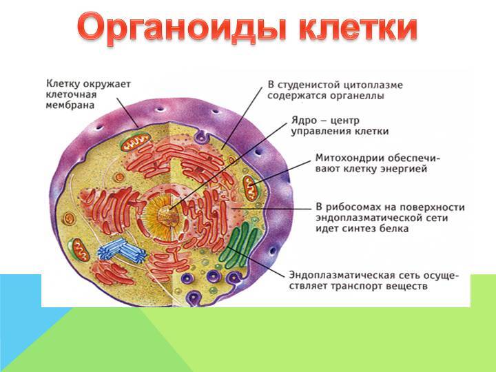 Строение клетки рисунок функции строение