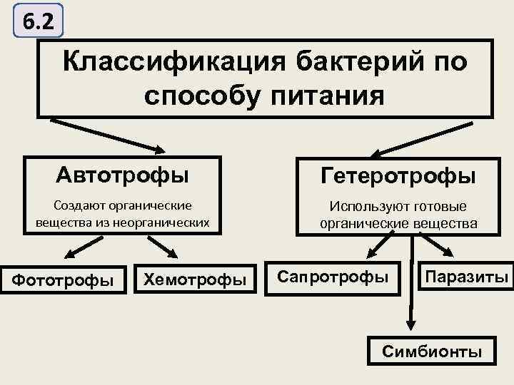 Питание бактерий схема