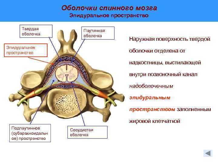 Анатомия: оболочки спинного мозга. твердая оболочка, паутинная оболочка, мягкая оболочка спинного мозга