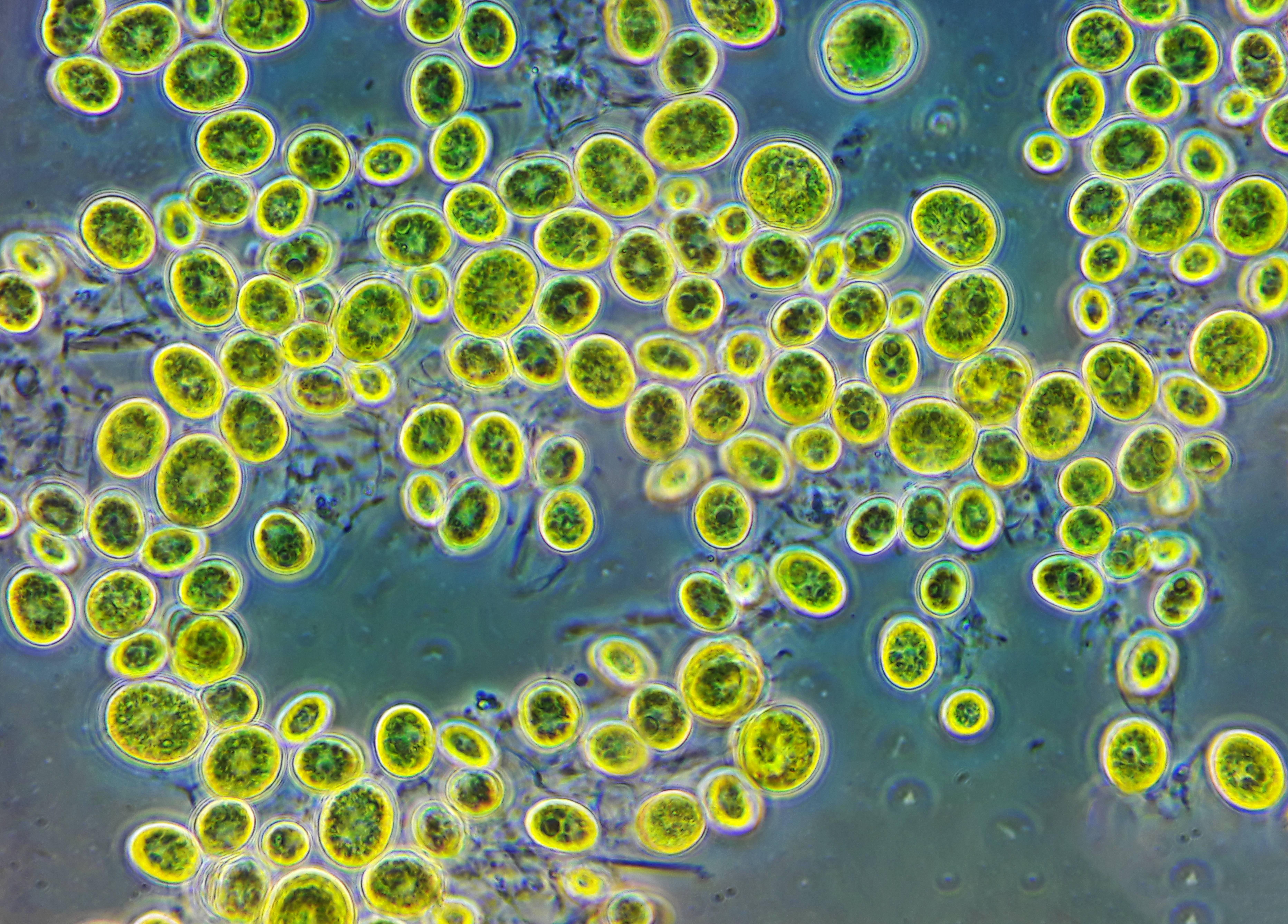 Культивирование одноклеточных водорослей. Одноклеточная водоросль хлорелла. Микроводоросли хлорелла. Зеленые водоросли хлорелла. Хлорелла вульгарис.