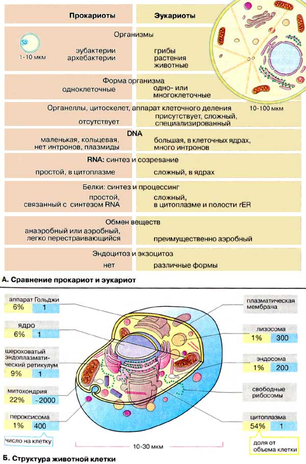 Общий план строения прокариотической и эукариотической клетки