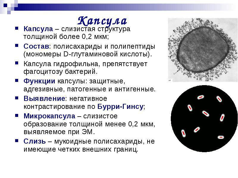 какую функцию выполняет капсула у бактерий. картинка какую функцию выполняет капсула у бактерий. какую функцию выполняет капсула у бактерий фото. какую функцию выполняет капсула у бактерий видео. какую функцию выполняет капсула у бактерий смотреть картинку онлайн. смотреть картинку какую функцию выполняет капсула у бактерий.