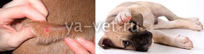 Малассезия в ушах у собак лечение