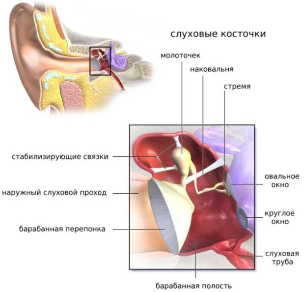 Строение уха и органа слуха человека