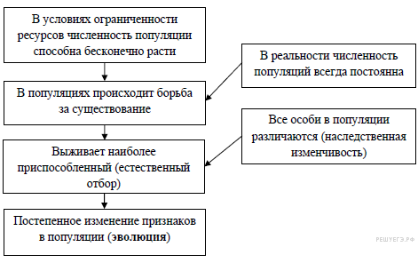 Современную эволюционную теорию можно представить в виде следующей схемы в условиях неограниченности