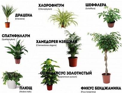 Растения очищающие воздух в квартире