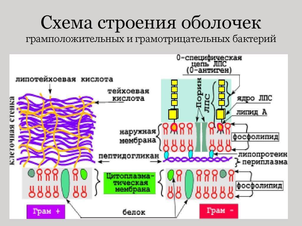 Схема строения клеточной стенки грамположительных и грамотрицательных бактерий