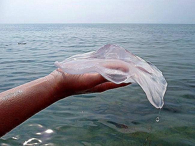 Последствия ожог медузы