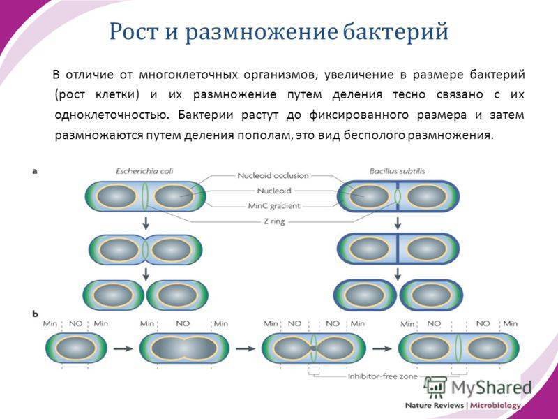 Размножение бактерий презентация