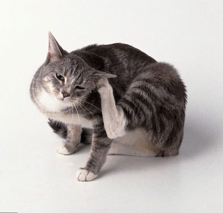 Стронгхолд для кошек: инструкция по применению, противопоказания, отзывы