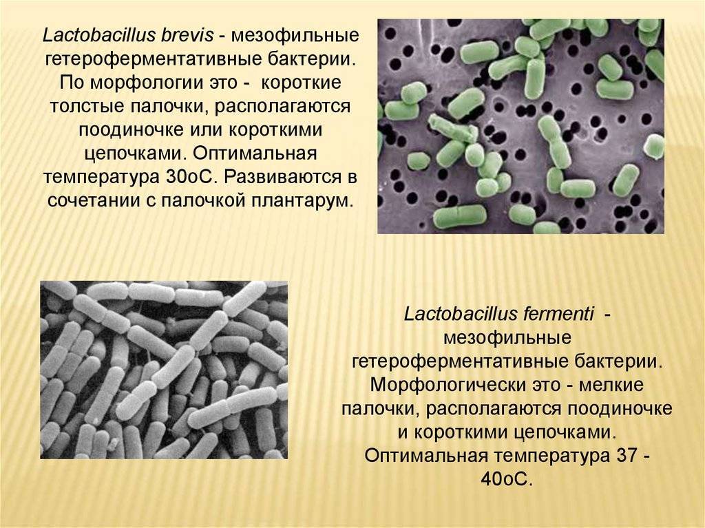 Микроорганизмы обитающие в почве относятся к группе. Мезофилы это микробиология. Лактобактерии бациллы. Мезофильные молочнокислые микроорганизмы. Молочнокислые бактерии (Lactobacillus plantarum).