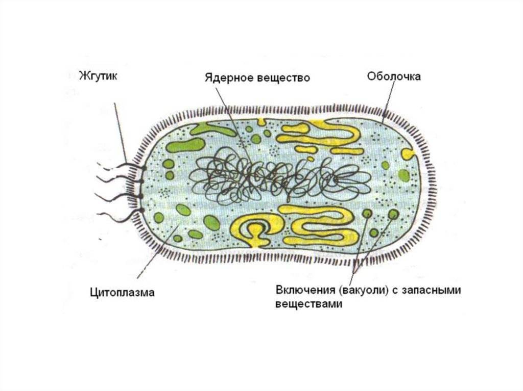 Прокариоты доядерные организмы. Строение прокариотической клетки бактерии. Строение бактериальной клетки 6 класс биология. Строение бактериальной клетки 5 класс биология. Строение бактериальной клетки 5-6 класс биология.