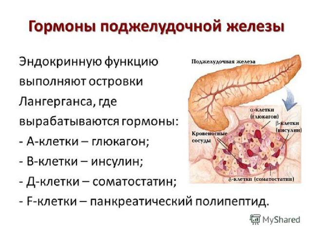 Гормоны поджелудочной железы. островки лангерганса. соматостатин. амилин.  регуляторные функции гормонов поджелудочной железы.