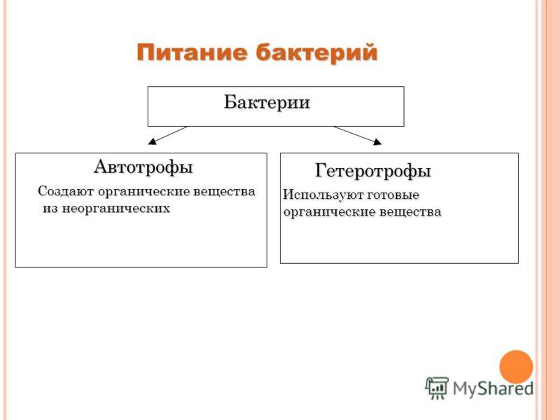 Конспект урока по теме : "бактерии. строение и жизнедеятельность"