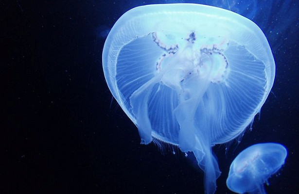 Что делать при ожоге медузы на отдыхе на море?