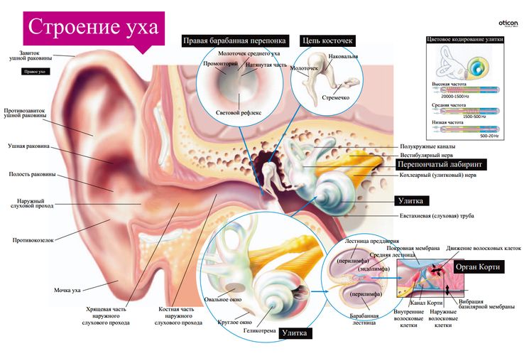 Как естественным путем уменьшить шум в ушах (тиннитус)