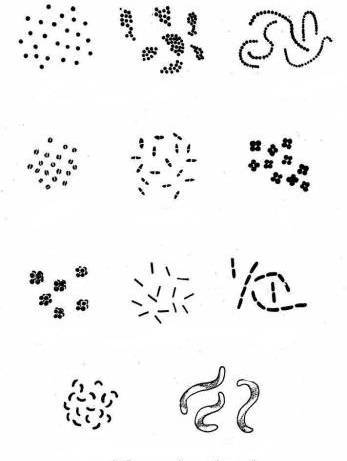 какую форму могут иметь бактерии. картинка какую форму могут иметь бактерии. какую форму могут иметь бактерии фото. какую форму могут иметь бактерии видео. какую форму могут иметь бактерии смотреть картинку онлайн. смотреть картинку какую форму могут иметь бактерии.