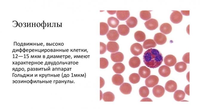 Повышенные эозинофилы в крови у ребенка