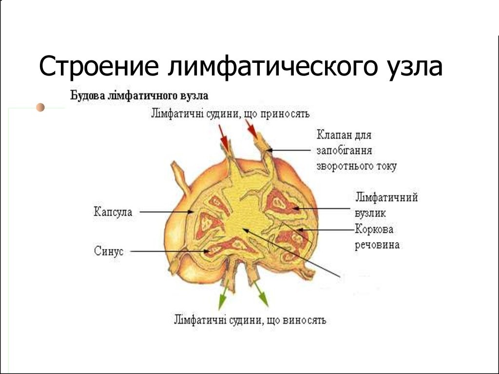 Изучите строение лимфатического узла сделайте обозначение к рисунку