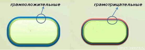 Грамм минус. Грамположительные и грамотрицательные. Тонкостенные грамотрицательные бактерии. Тонкостенные и толстостенные бактерии. Тонкостенные тонкостенные бактерии.