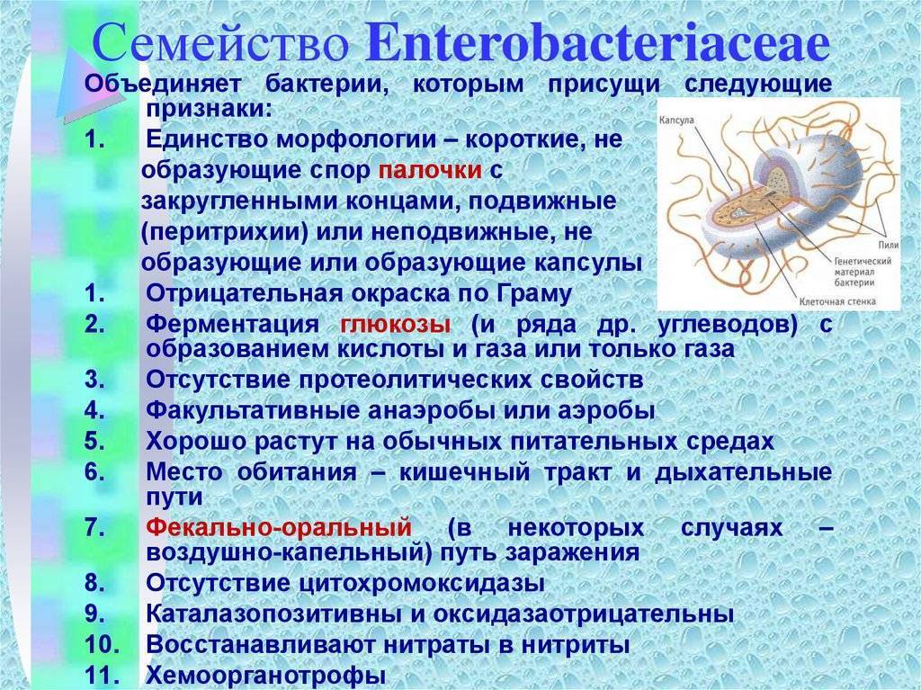 Охарактеризуйте бактерии. Общая характеристика семейства энтеробактерий. Общая характеристика семейства энтеробактерий микробиология. Общая характеристика бактерий семейства энтеробактерий. Семейство кишечных бактерий.