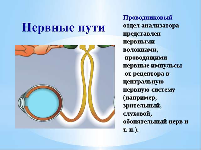 Проводниковое звено зрительного анализатора