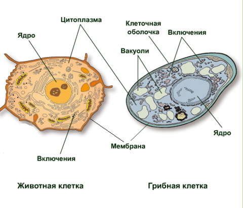 У чего ядра не имеют клетки