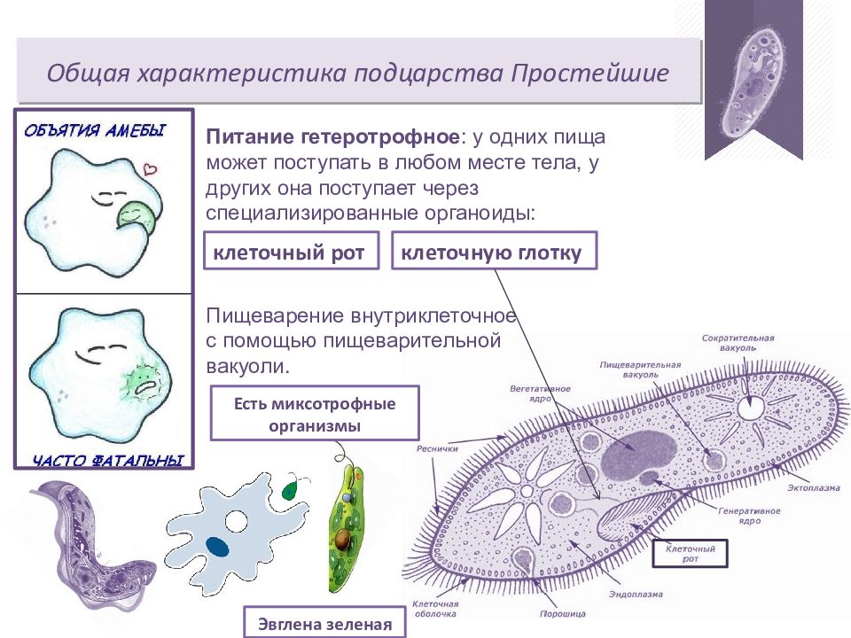 Общий план строения простейших