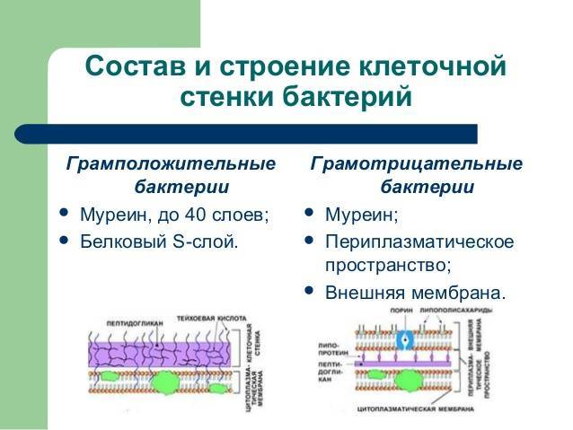 Основной компонент клеточной стенки. Клеточная стенка грамположительных бактерий строение функции. Строение клеточной стенки грамотрицательных бактерий. Состав клеточной стенки грамположительных бактерий. Строение клеточной стенки грамположительных бактерий.