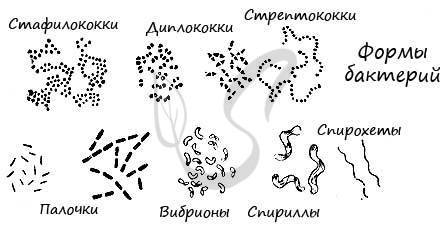 какую форму могут иметь бактерии. картинка какую форму могут иметь бактерии. какую форму могут иметь бактерии фото. какую форму могут иметь бактерии видео. какую форму могут иметь бактерии смотреть картинку онлайн. смотреть картинку какую форму могут иметь бактерии.