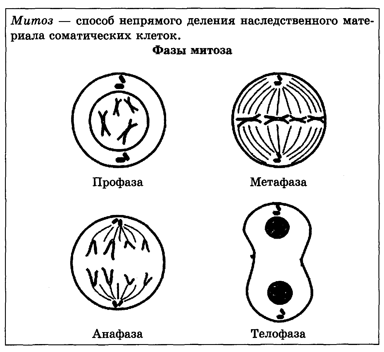 Какая фаза деления клетки изображена на рисунке профаза метафаза анафаза