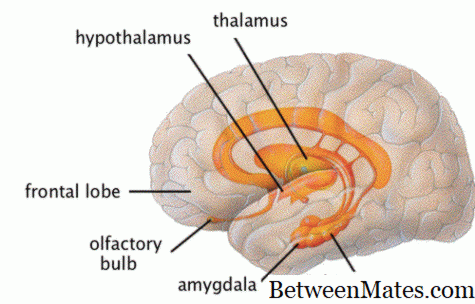 Таламус — это отдел мозга: структура, функции, за что отвечает