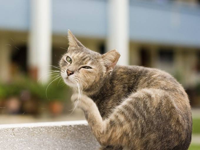 Цефазолин для кошек способ применения, разведение и дозировка