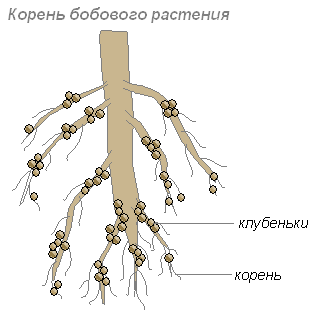 Что такое клубеньковые бактерии 5 класс биология. Смотреть фото Что такое клубеньковые бактерии 5 класс биология. Смотреть картинку Что такое клубеньковые бактерии 5 класс биология. Картинка про Что такое клубеньковые бактерии 5 класс биология. Фото Что такое клубеньковые бактерии 5 класс биология